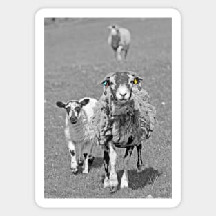 Sheep in Black & White ... Sticker